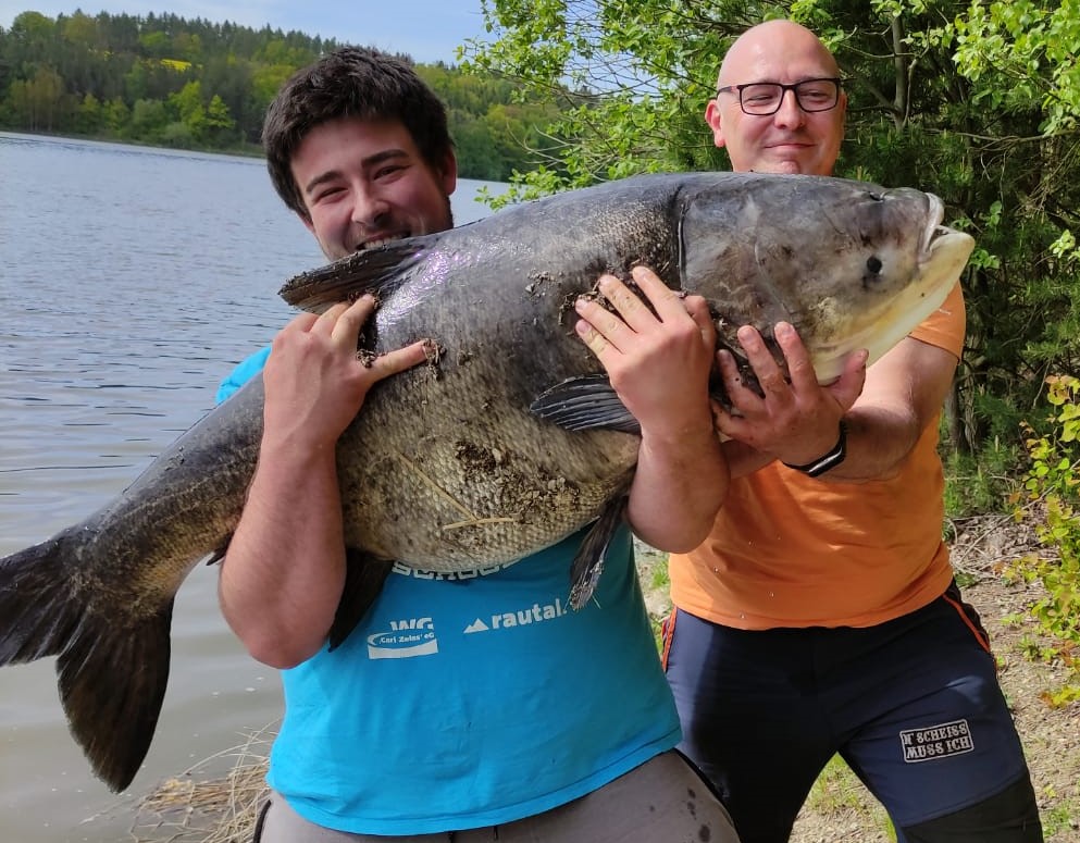 Monster Marmorkarpfen aus der Talsperre Zeulenroda. Petri Heil.